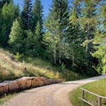 Der breite Weg zur Petersberger Leger Alm eignet sich auch für den Kinderwagen