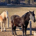 Pferde weiden in den noch braunen Frühlingswiesen