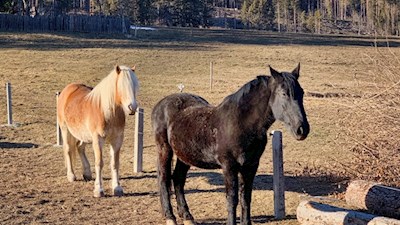 Pferde weiden in den noch braunen Frühlingswiesen