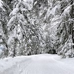 Durch eine wunderweiße Winterwelt zur Pertinger Alm