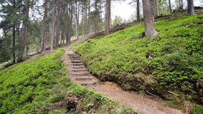Auf dem sanften Waldpfad Nr. 2A zur Kreuzwiesenalm