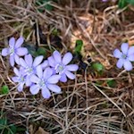 Zierliche Frühlingsboten: Leberblümchen