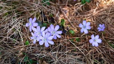 Zierliche Frühlingsboten: Leberblümchen