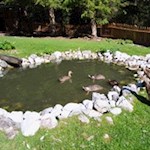 Im kleinen Teich der Talschlusshütte tummeln sich zahlreiche Enten