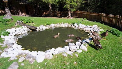 Im kleinen Teich der Talschlusshütte tummeln sich zahlreiche Enten