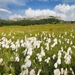 Cotton grass also thrives in the panoramic meadows