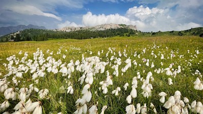 Cotton grass also thrives in the panoramic meadows