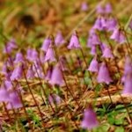 Zwerg-Troddelblumen längs des Weges auf den Lutterkopf