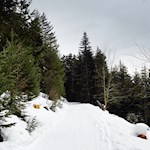 Rodelbahn von der Ackerboden Alm