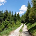 Ein sanft ansteigender Forstweg führt zur Hühnerspielhütte