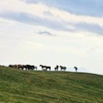 Weidende Pferde auf der weitläufigen Plose