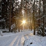 Zwischen den Bäumen leuchten die Strahlen der milden Wintersonne hindurch