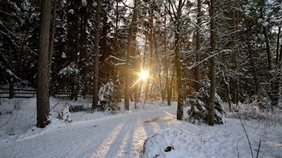 Zwischen den Bäumen leuchten die Strahlen der milden Wintersonne hindurch