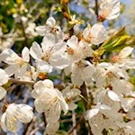 „Die Natur gibt jeder Zeit und Jahreszeit ihre eigenen Schönheiten“ (Charles Dickens)