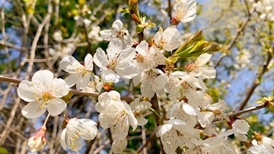 „Die Natur gibt jeder Zeit und Jahreszeit ihre eigenen Schönheiten“ (Charles Dickens)