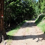 Die Bäume werfen tanzende Schatten auf den Weg