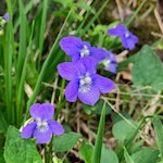 Im Frühling gedeihen zarte Veilchen am Wegesrand