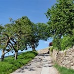 Durch malerische Wiesen nach Dreikirchen