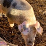 Zufriedene Schweine nahe der Sternwarte