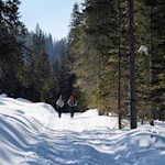 Durch den winterlichen Wald auf die Plätzwiese