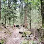 Abstieg durch den Wald