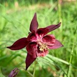 Schwarzviolette Akelei