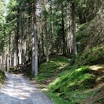 Im sanften Anstieg zur Freundalm