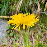 Ferkelkraut am Wegesrand