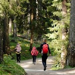 Der erste Teil des Hirtensteigs folgt einem ebenen Waldweg 