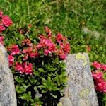 Alpenrosen nahe der Edelrauthütte