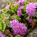 Erste Frühlingsboten am Wegesrand