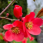 "Alles freuet sich und hoffet, wenn der Frühling sich erneut." (F. Schiller)