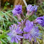 Flora alpina alla malga d'Ora