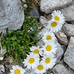 Gänseblümchen am Wegesrand