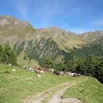 Durch idyllische Weidewiesen zur Fane Alm