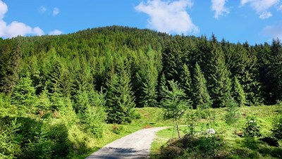 Der erste Teil des Weges führt durch einen harzduftenden Wald