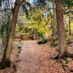 Durch den herbstbunten Wald auf den Kofel