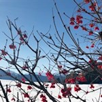 Die letzten Grüße des Herbsts