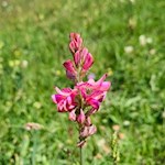 Auch die zarten Esparsetten bringen die Seiser Alm zum Leuchten