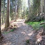 Auf dem Waldweg Nr. 67 in Richtung Astjoch