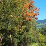 Der Wanderweg wird von Laub- und Obstbäumen umsäumt