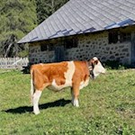 Le mucche pascolano intorno alla malga Bel Riposo