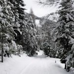 Die Naturrodelbahn führt durch einen dichten Nadelwald