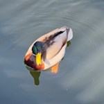 Ente im Lengmooser Teich