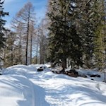 Der Winterwanderweg wird von Lärchen und Zirben umsäumt
