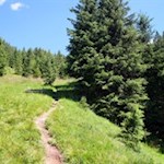 Auf dem schmalen Wald- und Wiesenpfad auf das Hörneggele 