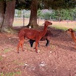 Lamas der Auerleger Alm