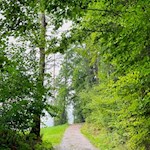 Sanft zieht sich der Römerweg durch den Wald