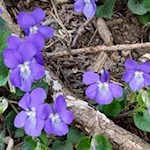 Im Frühling gedeihen zarte Veilchen am Wegesrand