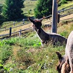 Auch Lamas gibt es im Rossy Park